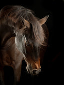 The Year of The Fire Horse